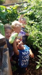 Childrens Harvesting Vegetable — Minneapolis, MN — Miniapple International Montessori